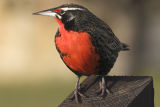 Long-tailed Meadow Lark 